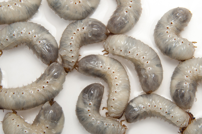June bug larvae (Osmoderma subplanata) on a white background; Studio, by Joel Sartore Photography / Design Pics