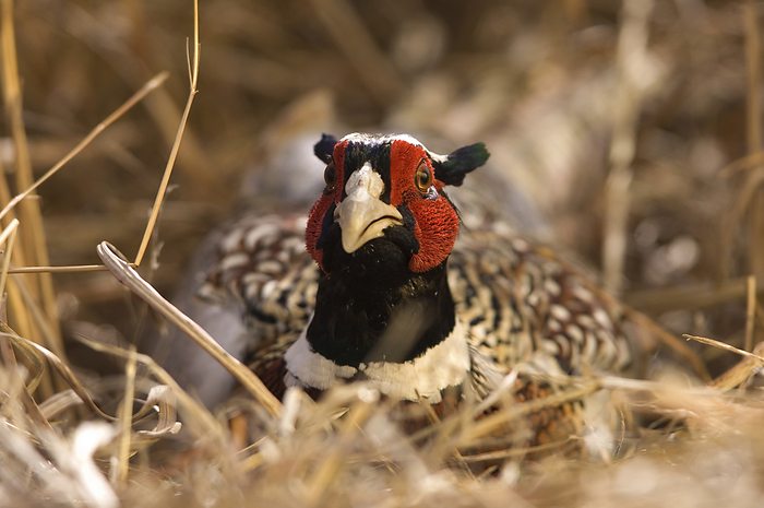 common pheasant  Phasianus colchicus  Portrait of a Ring Necked Pheasant  Phasianus colchicus . It avoids being hunted by hiding in the grass  Holland, Nebraska, United States of America, by Joel Sartore Photography   Design Pics