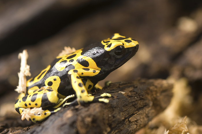 Close-up portrait of a Bumblebee or yellow-banded poison dart frog (Dendrobates leucomelas) at a zoo; Lincoln, Nebraska, United States of America., by Joel Sartore Photography / Design Pics