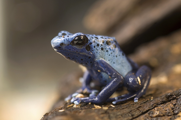 Portrait of a Blue Poison Dart Frog (Dendrobates azureus) at a zoo in Nebraska; Lincoln, Nebraska, United States of America, by Joel Sartore Photography / Design Pics