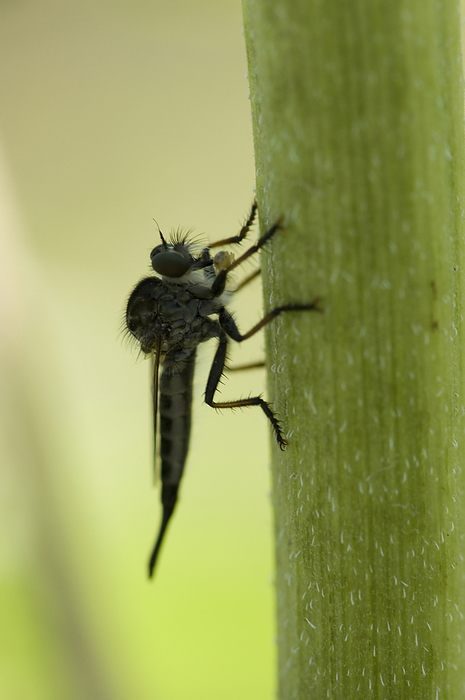 Robber fly (Asilidae) rests on a leaf; Lincoln, Nebraska, United States of America, by Joel Sartore Photography / Design Pics