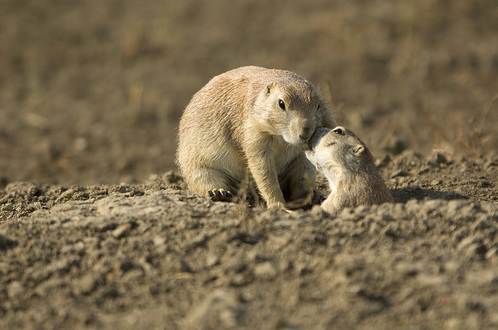 black tailed prairie dog Black tailed prairie dog  Cynomys ludovicianus  cleaning another at their burrow on a field in eastern Montana, USA  Malta, Montana, United States of America, by Joel Sartore Photography   Design Pics