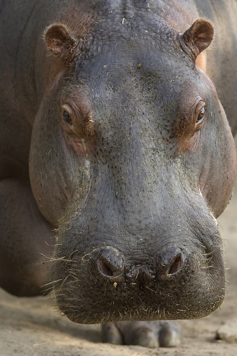 Portrait of a Hippopotamus (Hippopotamus amphibius) in an enclosure at a zoo; Wichita, Kansas, United States of America, by Joel Sartore Photography / Design Pics