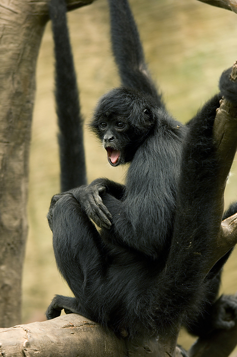 Colombian spider monkey (Ateles fuscipceps rufiventris) showing a look of surprise at a zoo in Omaha, Nebraska, USA; Omaha, Nebraska, United States of America, by Joel Sartore Photography / Design Pics