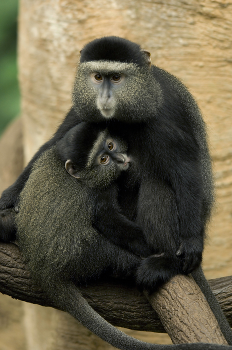 Portrait of two Blue monkeys (Cercopithecus mitis) sitting in an embrace on a branch together in the Omaha Zoo's Lied Jungle; Omaha, Nebraska, United States of America, by Joel Sartore Photography / Design Pics