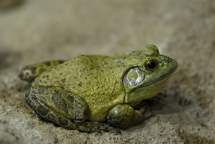 Portrait of a frog in a zoo; Omaha, Nebraska, United States of America, by Joel Sartore Photography / Design Pics