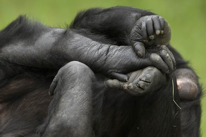 Close-up of a Chimpanzee's (Pan troglodytes) hands and feet against a green background at a zoo; Manhattan, Kansas, United States of America, by Joel Sartore Photography / Design Pics
