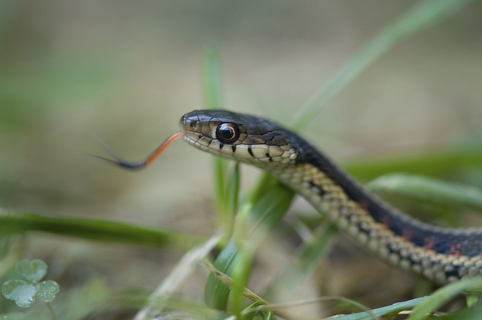 Red-sided garter snake (Thamnophis sirtalis parietalis) on the ground with tongue out; Princeton, Nebraska, United States of America, by Joel Sartore Photography / Design Pics