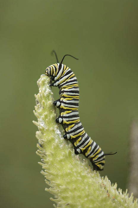 Monarch butterfly caterpillar (Danaeus plexippus) climbs on cudweed; Denton, Nebraska, United States of America, by Joel Sartore Photography / Design Pics
