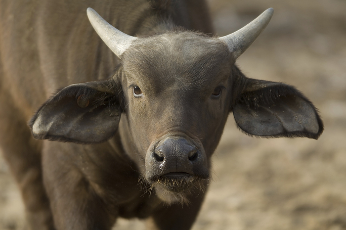 Portrait of a Cape buffalo (Syncerus caffer) at a zoo; Denver, Colorado, United States of America, by Joel Sartore Photography / Design Pics