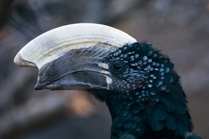 Close-up of the head of a Silvery-cheeked hornbill (Ceratogymna brevis) at a zoo; Denver, Colorado, United States of America, by Joel Sartore Photography / Design Pics