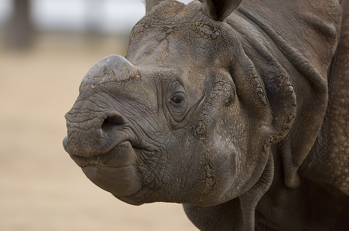 Close-up portrait of an Indian rhinoceros (Rhinocerus unicornis) in a wildlife adventure park; Salina, Kansas, United States of America, by Joel Sartore Photography / Design Pics