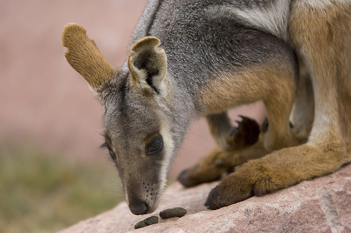 Yellow-footed rock wallaby (Petrogale xanthopus xanthopus) stands on a rock sniffing feces in a zoo enclosure; Sioux Falls, South Dakota, United States of America, by Joel Sartore Photography / Design Pics