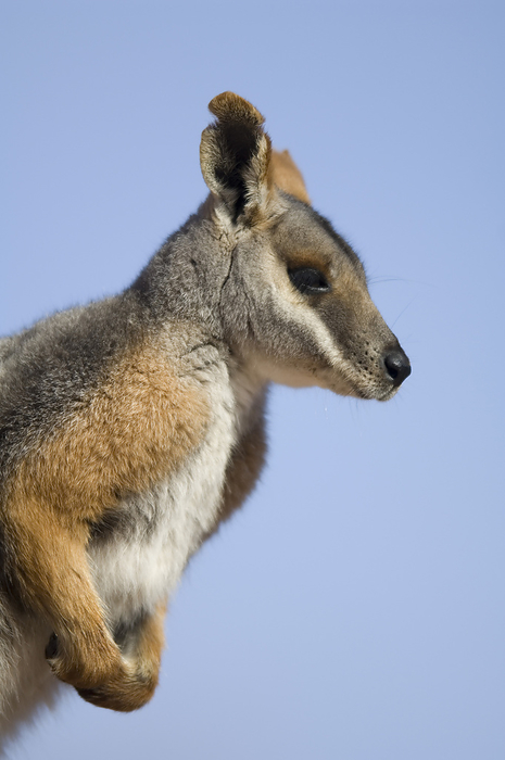 Portrait of a Yellow-footed rock wallaby (Petrogale xanthopus xanthopus) standing against a blue sky in a zoo; Sioux Falls, South Dakota, United States of America, by Joel Sartore Photography / Design Pics