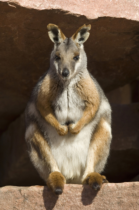 Portrait of a Yellow-footed rock wallaby (Petrogale xanthopus xanthopus) in a zoo; Sioux Falls, South Dakota, United States of America, by Joel Sartore Photography / Design Pics