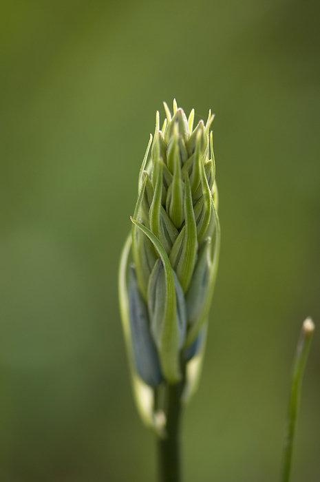 Close-up of the bud of a Great Camas flower (Camassia leichtlinii); Duncan, British Columbia, Canada, by Joel Sartore Photography / Design Pics