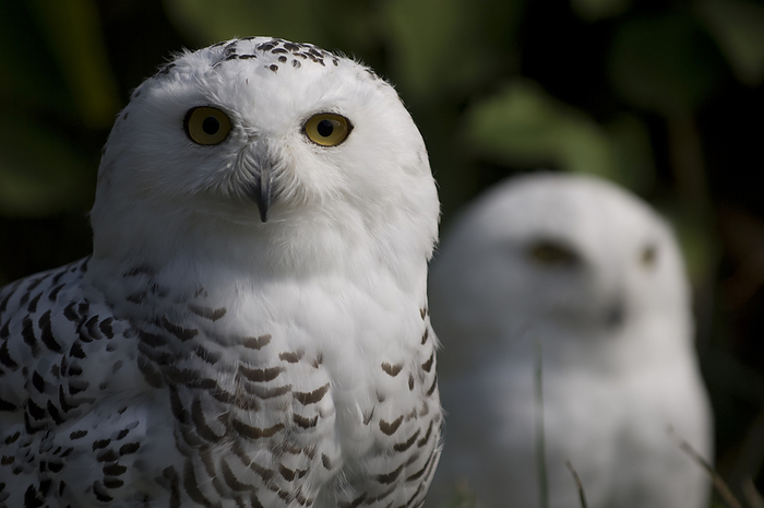 Snowy owls (Bubo scandiacus) at a zoo; Watertown, New York, United States of America, by Joel Sartore Photography / Design Pics