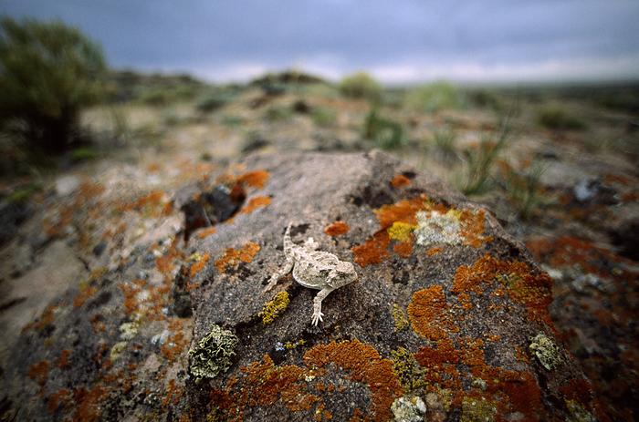 Horned lizard (Phrynosoma) on a lichen-covered rock; Wyoming, United States of America, by Joel Sartore Photography / Design Pics