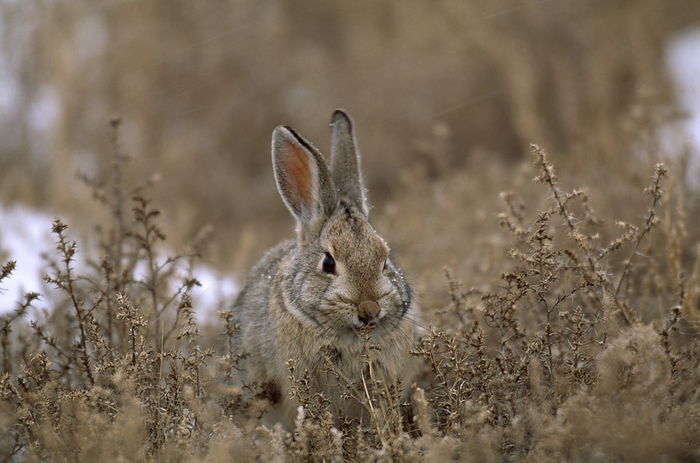 Desert cottontail rabbit (Sylvilagus audubonii) camouflaged in snowy grassland; Pinedale, Wyoming, United States of America, by Joel Sartore Photography / Design Pics