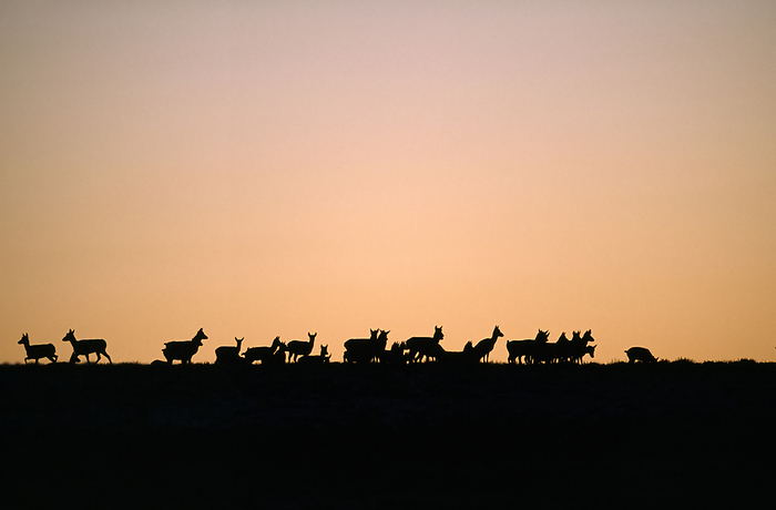 Silhouetted herd of Pronghorns (Antilocapra americana) lines the crest of a hill at sunset; Pinedale, Wyoming, United States of America, by Joel Sartore Photography / Design Pics