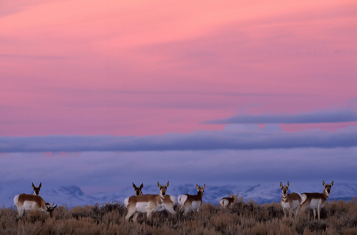 Herd of Pronghorns (Antilocapra americana) graze on the crest of a hill at sunset; Pinedale, Wyoming, United States of America, by Joel Sartore Photography / Design Pics