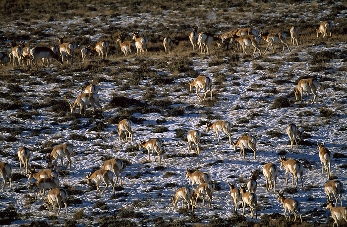 Pronghorn (Antilocapra americana) herd grazing in snowy grassland; Pinedale, Wyoming, United States of America, by Joel Sartore Photography / Design Pics