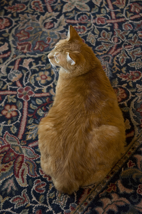 House cat sitting on a colourful rug at home; Lincoln, Nebraska, United States of America, by Joel Sartore Photography / Design Pics