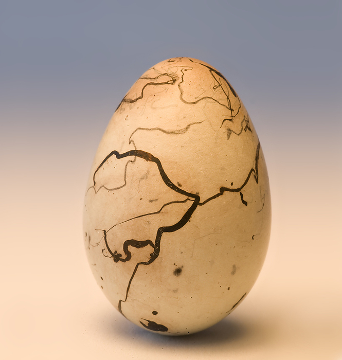 In utero motion created the patterns on a Great-tailed grackle egg (Quiscalus mexicanus); Studio, by Joel Sartore Photography / Design Pics
