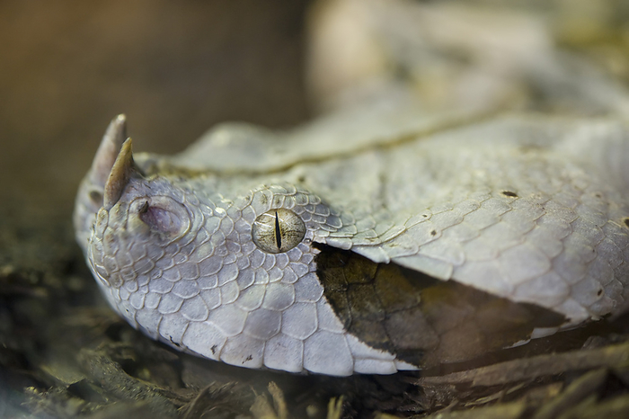 Close-up view of the head and nasal scales of a Gaboon viper (Bitis gabonica rhinoceros) at a zoo; Houston, Texas, United States of America, by Joel Sartore Photography / Design Pics