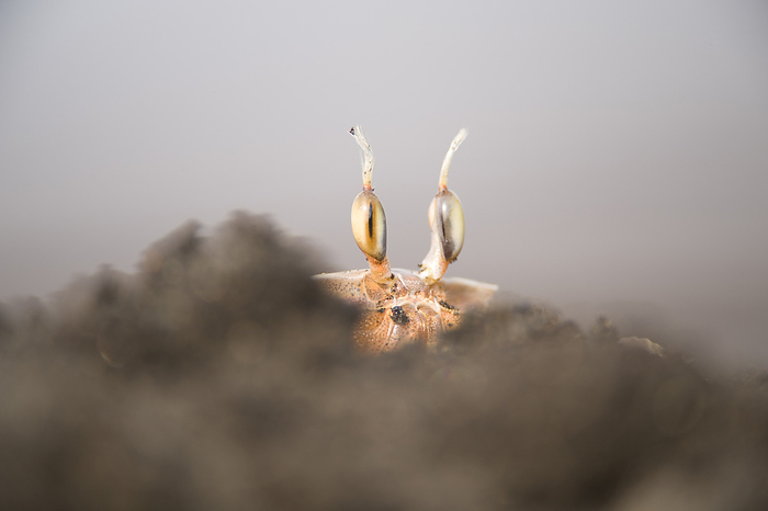 Ghost crab (Ocypode cursor) on a beach with it's eyestalks peering over the sand, near Playa Tortuga, Equatorial Guineau; Bioko Island, Equatorial Guinea, by Joel Sartore Photography / Design Pics