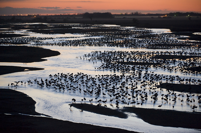 Sunset view of thousands of Sandhill cranes (Grus canadensis) roosting on the Platte River; Gibbon, Nebraska, United States of America, by Joel Sartore Photography / Design Pics