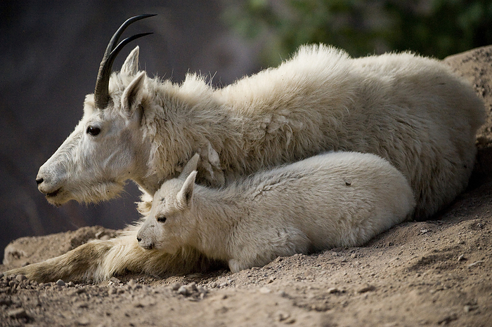 Mountain goat (Oreamnos americanus) with kid on a rocky mountainside in Glacier National Park; Montana, United States of America, by Joel Sartore Photography / Design Pics