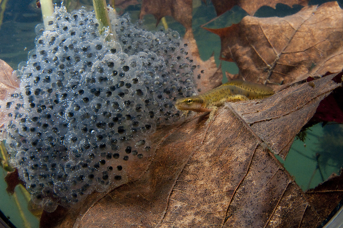 Central newt (Notophthalmus viridens louisianensis) with egg mass on plant leaves in Bennett Springs State Park, Missouri, USA; Missouri, United States of America, by Joel Sartore Photography / Design Pics