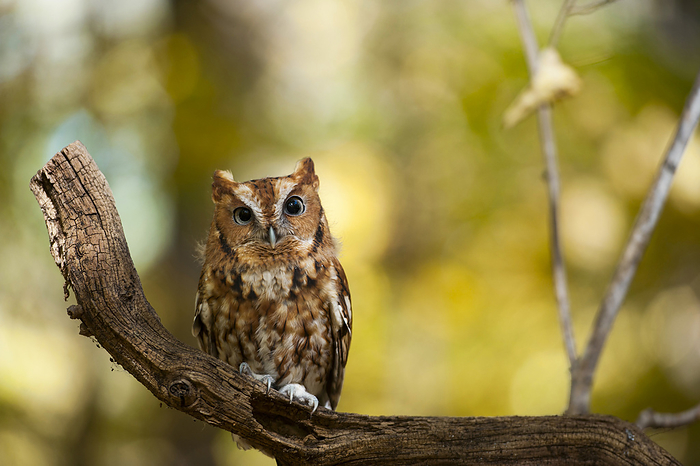 Portrait of a captive Eastern screech owl (Megascops asio) at Ryerson Woods, Illinois, USA; Deerfield, Illinois, United States of America, by Joel Sartore Photography / Design Pics