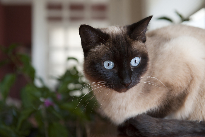 Siamese cat relaxes at home; Lincoln, Nebraska, United States of America, by Joel Sartore Photography / Design Pics