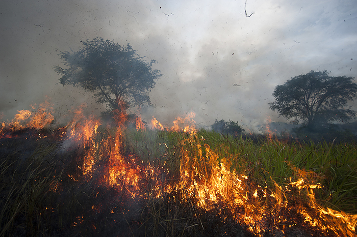 Flames burn up the grass in a Ugandan savannah. This fire set by UWA (Uganda Wildlife Authority) burns out of control through the savannah. These fires are set now with the intention of greening up certain areas for the tourists that will come in December. But because they're set every year and are so widespread, they really devastate the wildlife of the area, especially animals with young and small species that cannot move out of the way; Uganda, by Joel Sartore Photography / Design Pics