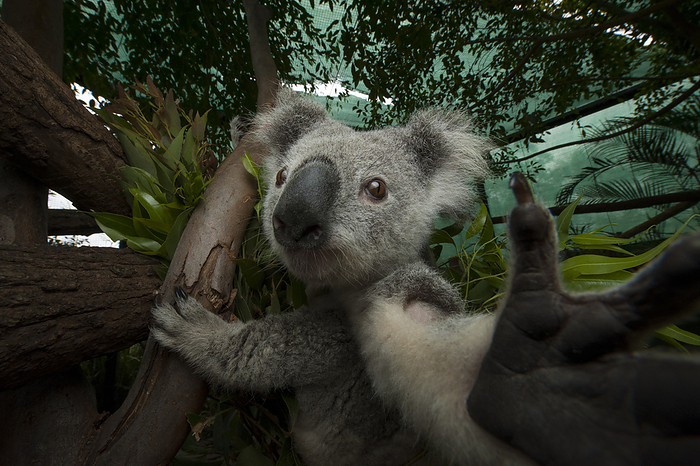 Wounded federally threatened koala (Phascolarctos cinereus) sits in a tree in an enclosure at a wildlife hospital; Beerwah, Queensland, Australia, by Joel Sartore Photography / Design Pics