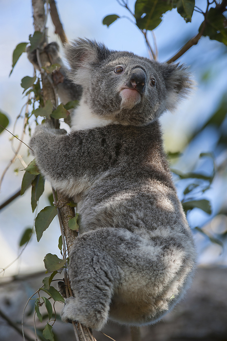 Federally threatened koala (Phascolarctos cinereus) in a tree; Petrie, Queensland, Australia, by Joel Sartore Photography / Design Pics