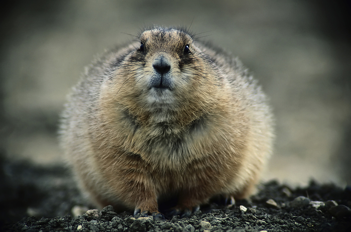 Close view of a fat prairie dog (Cynomys sp.) in Charles M. Russell National Wildlife Refuge near Malta, Montana, USA; Montana, United States of America, by Joel Sartore Photography / Design Pics