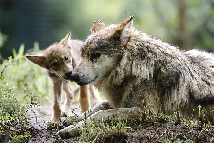 Parent and pup of captive Mexican gray wolves (Canis lupus baileyi).  Thought to be extinct in the wild with about 140 in captivity, the Mexican gray wolf is being breed for rerelease.  The birth of these eight-week-old pups was a major event at a zoo in Wichita, Kansas, USA; Wichita, Kansas, United States of America, by Joel Sartore Photography / Design Pics