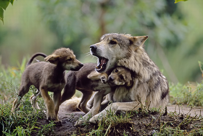 Parent and two pups of captive Mexican gray wolves (Canis lupus baileyi).  Thought to be extinct in the wild with about 140 in captivity, the Mexican gray wolf is being breed for rerelease.  The birth of these eight-week-old pups was a major event at a zoo in Wichita, Kansas, USA; Wichita, Kansas, United States of America, by Joel Sartore Photography / Design Pics