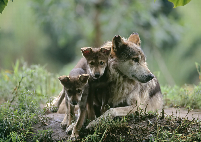 Parent and pups of captive Mexican gray wolves (Canis lupus baileyi).  Thought to be extinct in the wild with about 140 in captivity, the Mexican gray wolf is being breed for rerelease.  The birth of these eight-week-old pups was a major event at a zoo in Wichita, Kansas, USA; Wichita, Kansas, United States of America, by Joel Sartore Photography / Design Pics
