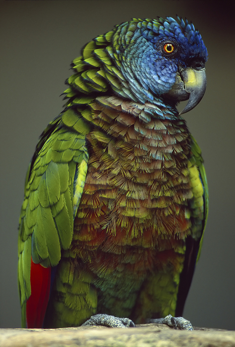 Portrait of a St. Lucia Parrot (Amazona versicolor); St. Lucia, British West Indies, by Joel Sartore Photography / Design Pics