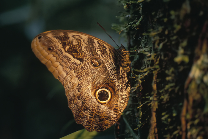 Moth with an eyespot that is used to deter predators, Madidi National Park in Bolivia; Bolivia, by Joel Sartore Photography / Design Pics