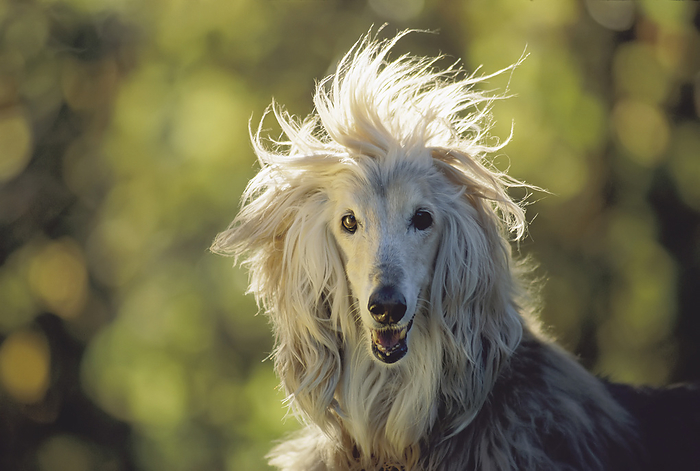 Portrait of an Afghan hound with windblown fur in the sunlight; Nebraska, United States of America, by Joel Sartore Photography / Design Pics