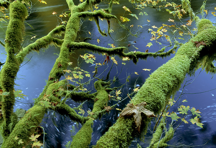 Moss-covered branches of a tree reach out over the Upper Kennedy River on Vancouver Island, BC, Canada; Vancouver Island, British Columbia, Canada, by Joel Sartore Photography / Design Pics