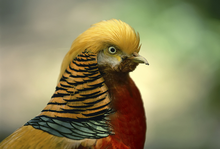 Close-up portrait of a Golden pheasant (Chrysolophus pictus) at a zoo; Lincoln, Nebraska, United States of America, by Joel Sartore Photography / Design Pics