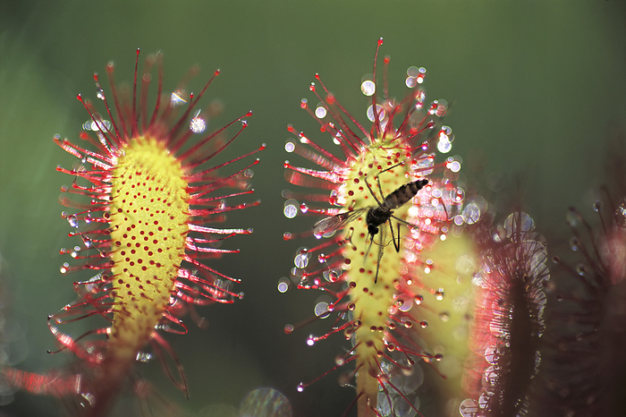 Dead mosquito lays on an insectivorous round-leaved sundew plant (Drosera rotundifolia), Clayoquot Sound, Vancouver Island, BC, Canada; British Columbia, Canada, by Joel Sartore Photography / Design Pics