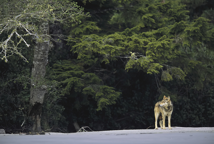 Gray wolf (Canis lupus) standing on the beach in Clayoquot Sound, Vancouver Island, BC, Canada; Vargas Island, Vancouver Island, British Columbia, Canada, by Joel Sartore Photography / Design Pics
