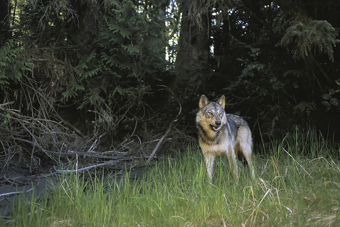 Gray wolf (Canis lupus) stands at the edge of a forest in Clayoquot Sound, Vancouver Island, BC, Canada; Vargas Island, Vancouver Island, British Columbia, Canada, by Joel Sartore Photography / Design Pics